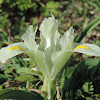 Palestine Iris