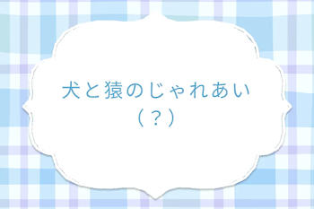 犬と猿のじゃれあい（？）