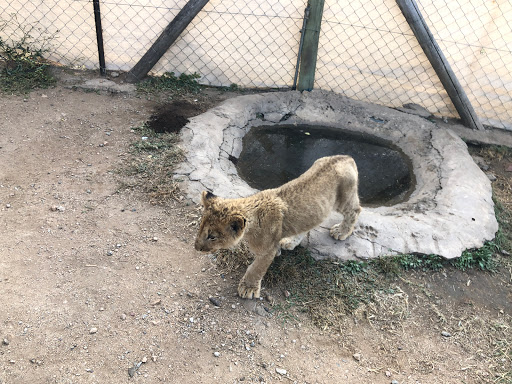 New & Improved Lions Park South Africa 2018