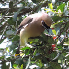 Cedar Waxwing