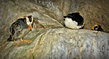 Puffins by Sandy Stevens Krassinger -  