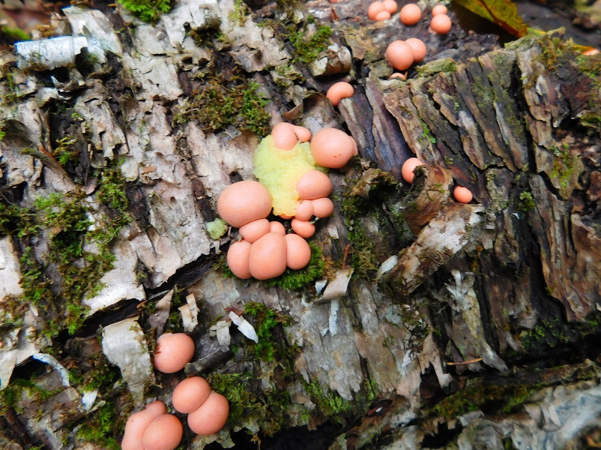 Yellow-fuzz Cone slime