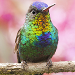 live wallpaper hummingbird Apk