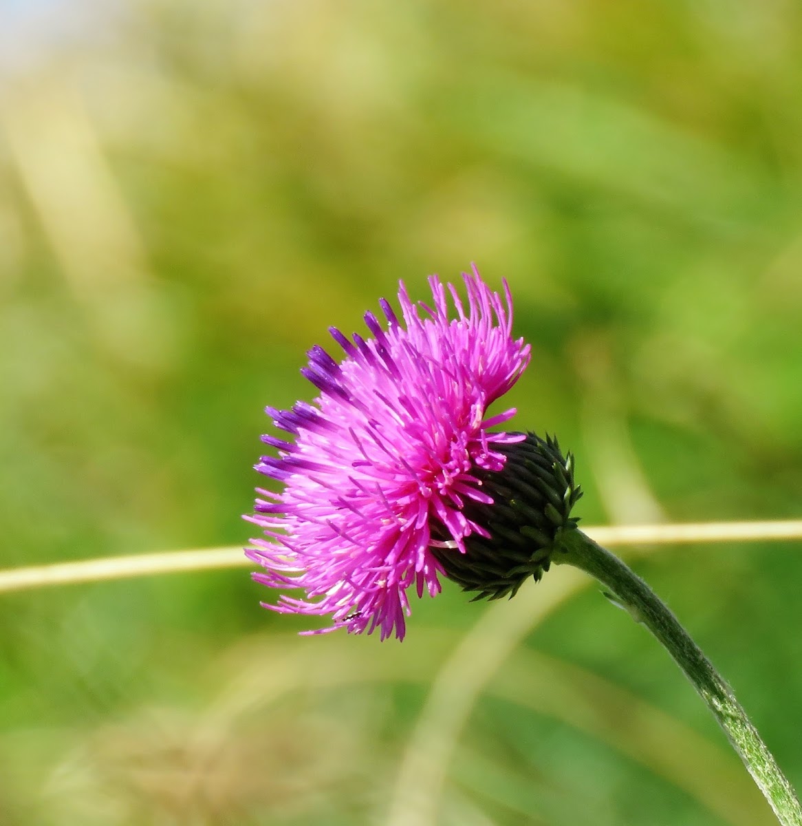 Tuberous Thistle