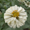 Common Zinnia