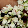 Perennial Buckwheat