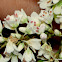 Perennial Buckwheat