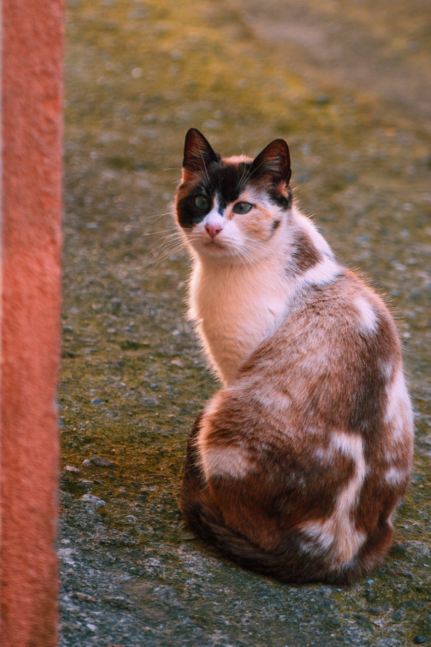 Gatto Pardo  di Hilder12