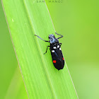 Rice Spittle Bug