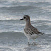 Black-bellied Plover