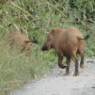 Bornean Bearded Pig