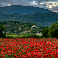 Rosso nei colli euganei di 