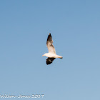 Herring Gull