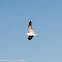 Herring Gull