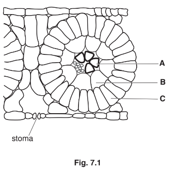 The light-dependent stage of photosynthesis