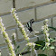 Zebra Swallow Tail