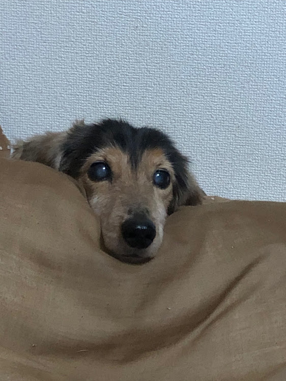 ヴェルファイアのローガン・御田家・ダズフェローズ DazzFellows・スモークリフレクター・犬は可愛い❤️に関するカスタム事例の投稿画像4枚目