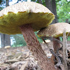 Russell's Bolete