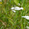 Common Yarrow