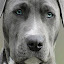 Weimaraner HD Wallpapers Puppy Theme