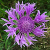 Brownray Knapweed