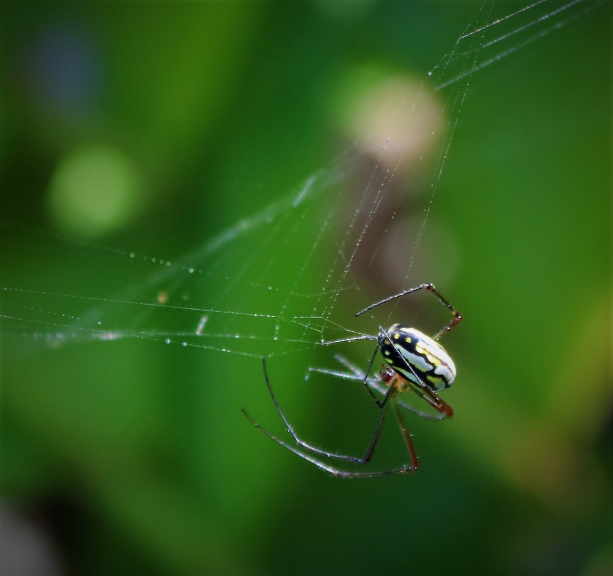 Orb-weaver spider