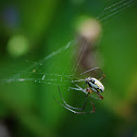 Orb-weaver spider