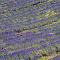 Viola lavanda di 