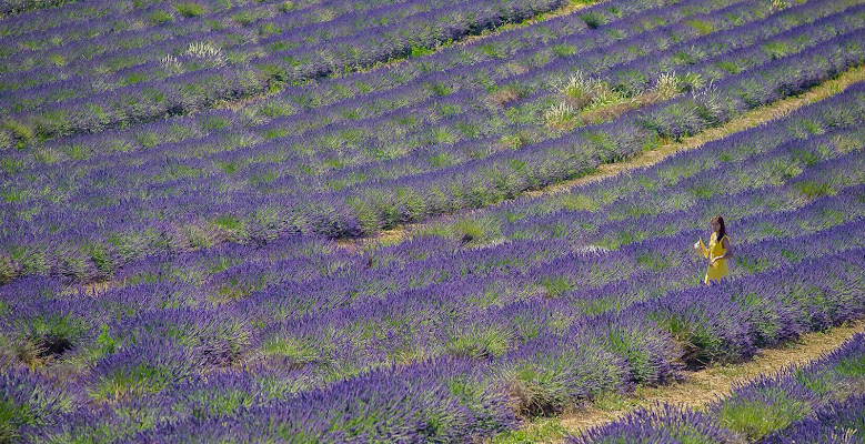 Viola lavanda di sarre 49