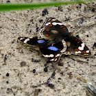 Dark-blue Pansy: male and female mating