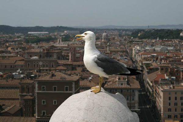 Nuovi orizzonti  gabbiano di città di belto