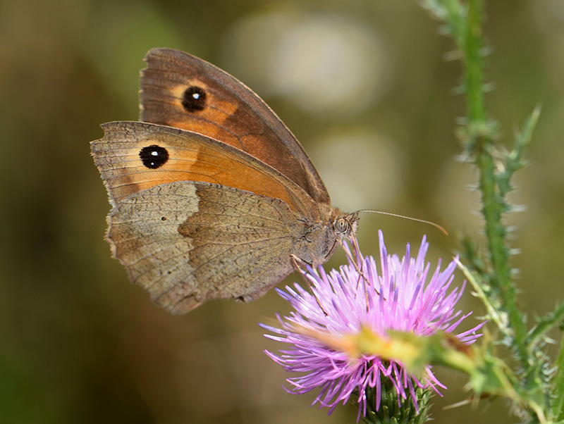 Meadow brown