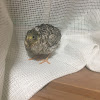 紗弥