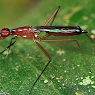 Stilt-legged Fly