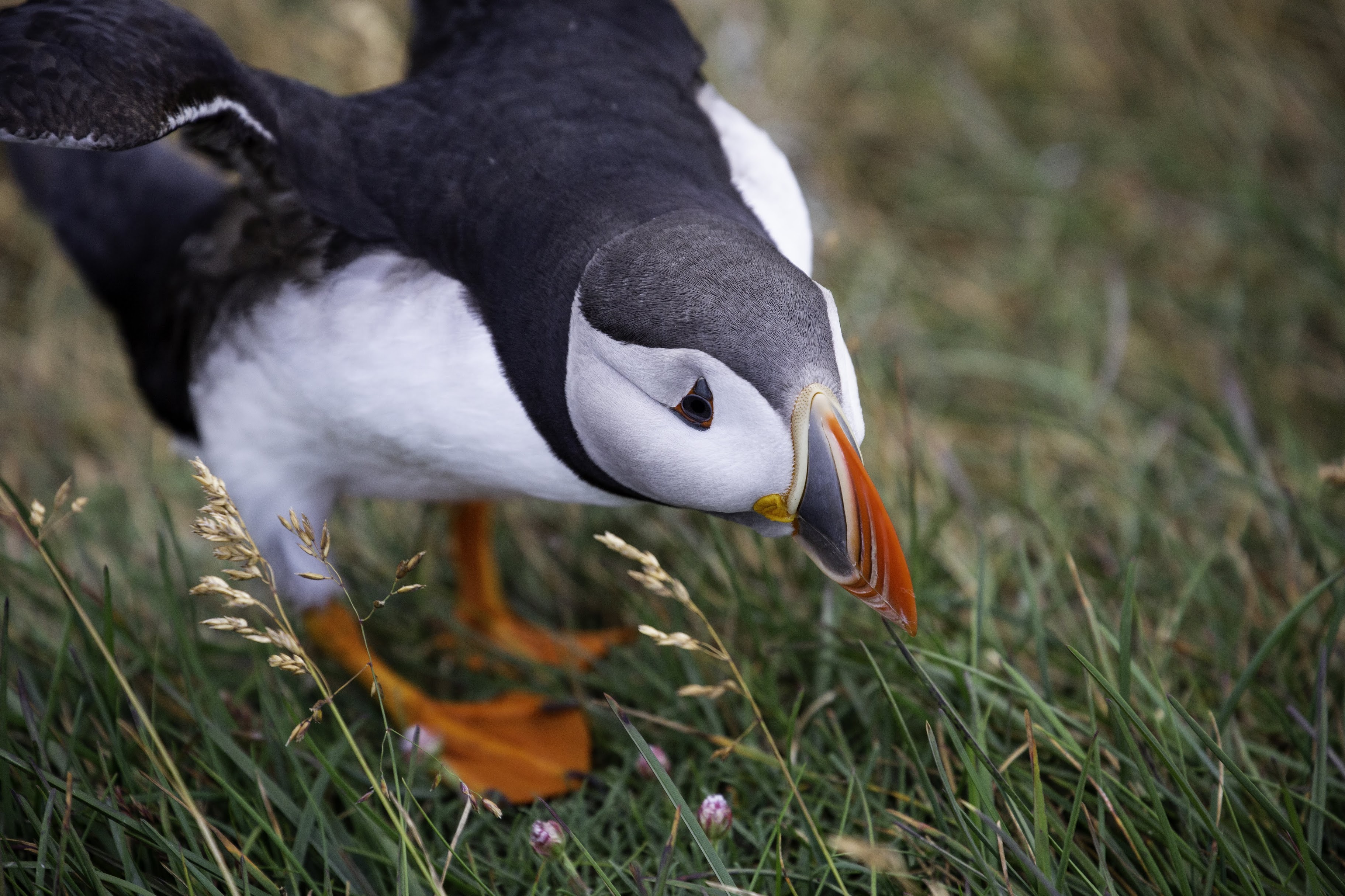 Исландия - родина слонов (архипелаг Vestmannaeyjar, юг, север, запад и Центр Пустоты)