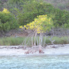 Red Mangrove