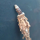 Bagworm