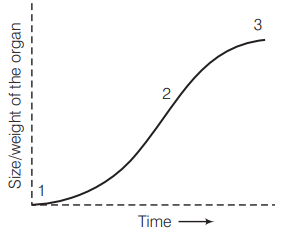 Phases of growth