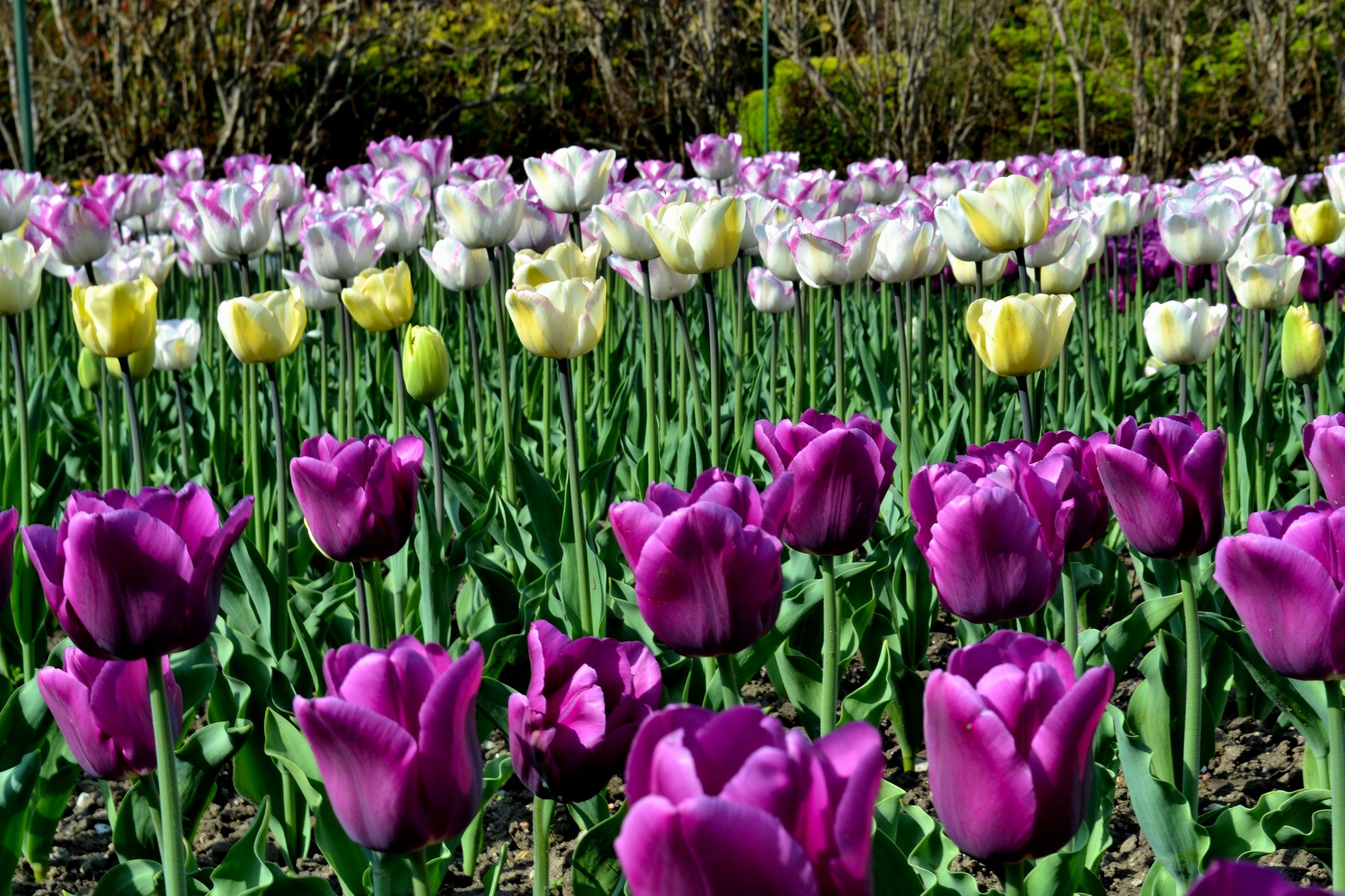 guardare tra i fiori di bambazzo