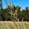 Prairie Cordgrass