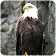 Eagle Bird sim Flight icon