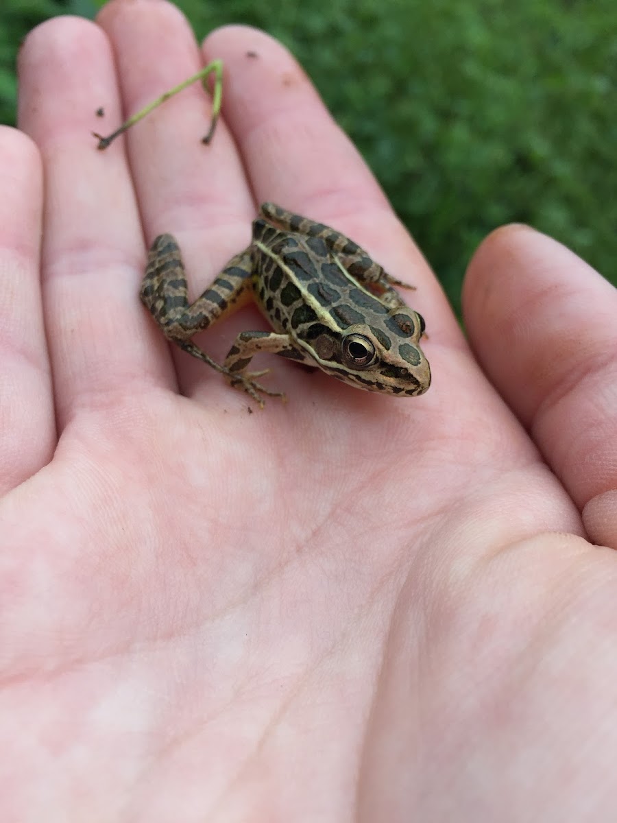 Pickerel Frog