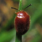 Handsome Fungus Beetle