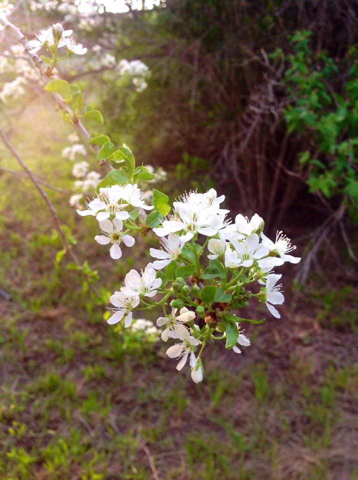 Sour Cherry Tree