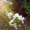 Sour Cherry Tree