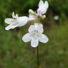 Foxglove Beardtongue