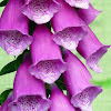 Fox glove