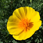 California Poppy