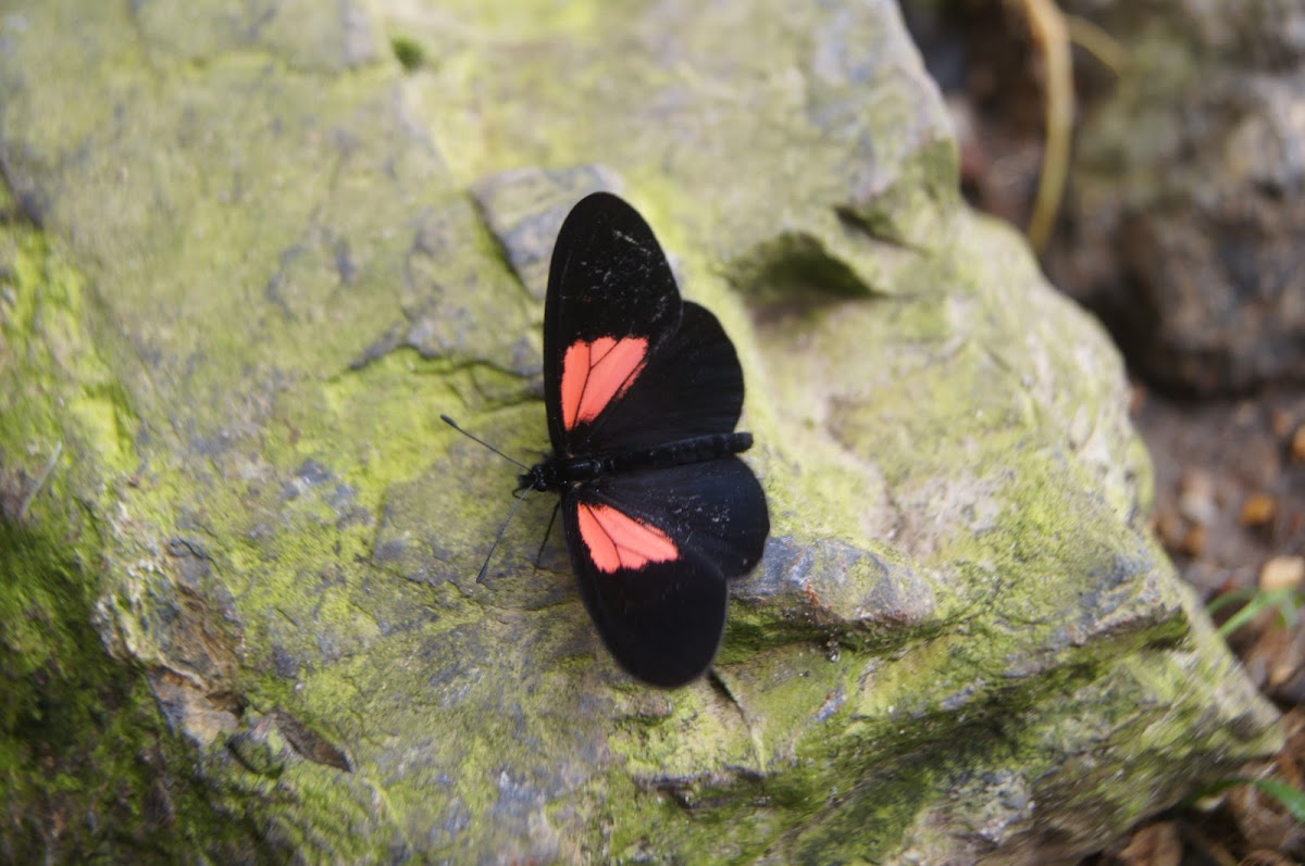 Colombian red patch