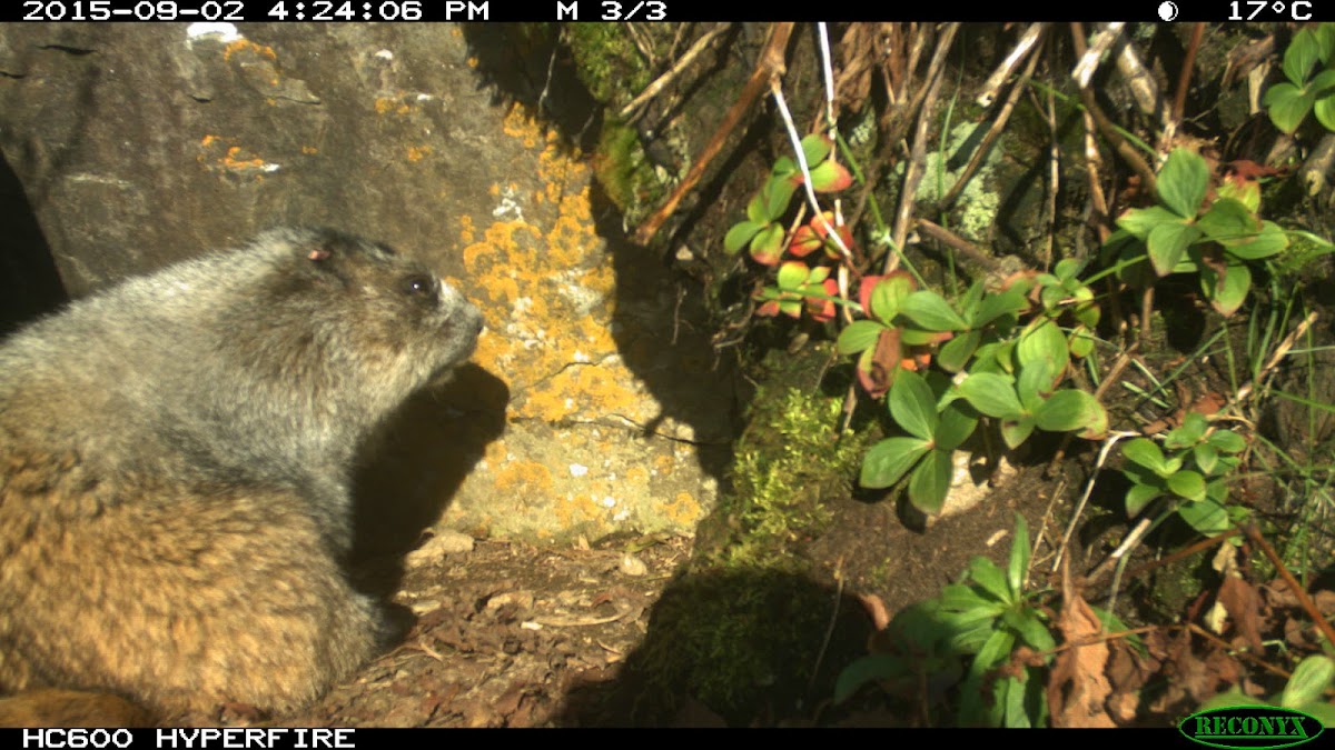 Hoary marmot